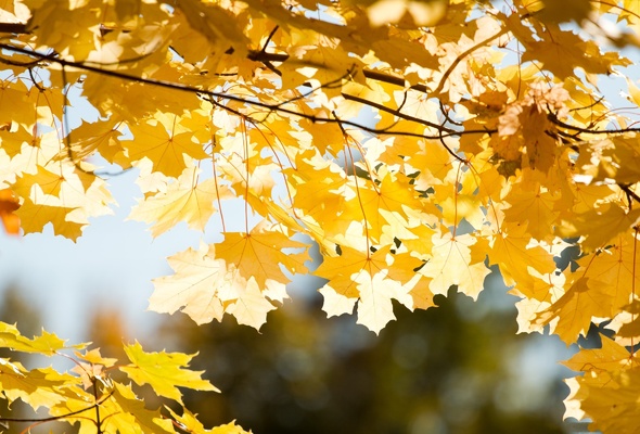 золотая, осень, клен, листья