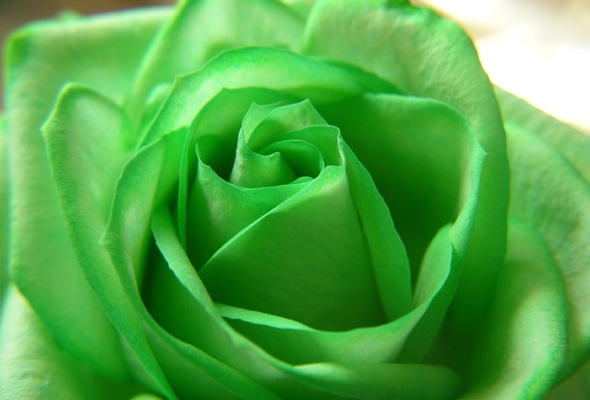 rose, green, flower, beautiful nature wallpapers, роза, зелёная, цветы, лепестки, красота
