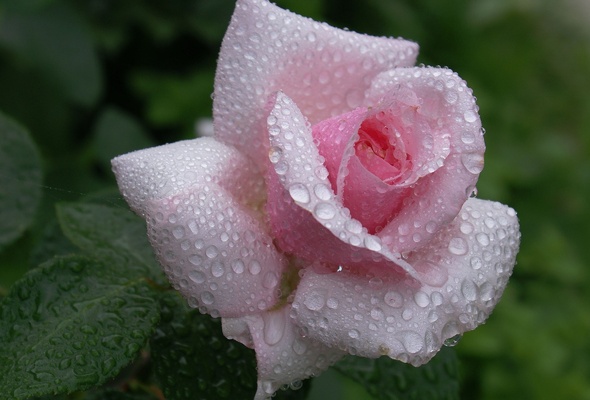 rose, pink, flower, waterdrops, dew, beautiful nature wallpapers, , , , , , , , , 