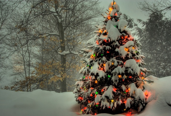 зима, снег, елка, новый год
