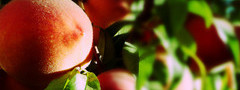персики, фрукты, листья, лучи солнца, макро