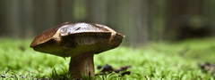 гриб, лес, макросъемка