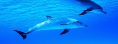 дельфины, море, вода