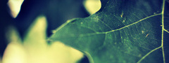 лист, зеленый, кленовый