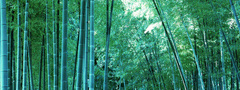 бамбук, лес