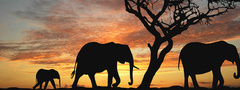африка, саванна, деревья, слоны