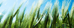 пшеница, небо, поле