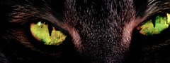 кошка, морда, глаза, зеленые