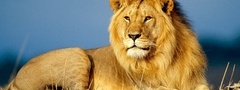 лев, царь зверей, взгляд