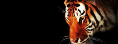 tiger, тигр, животное, взгляд