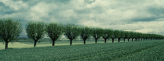деревья, поле, трава, kjherstin