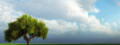 дерево, весна, природа, поле, облака