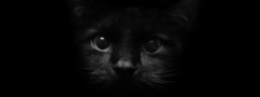 кошка, черная