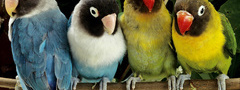 попугаи, птицы, цвета, краски