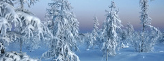 природа, зима, снег, следы