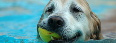 собака, мячик, плавает