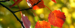 природа, красивые обои с природой, осень, осенние обои, фото, фон, листья,  ...