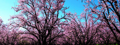 весна, природа, фото, деревья, парк, небо, цветки, красота