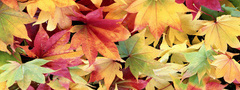 листья, клен, осень