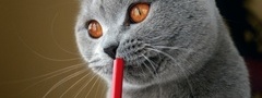 кот, карандаш