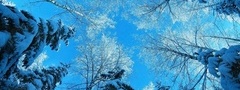зима, снег, елки, небо