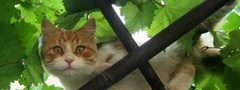 Кот, лето, виноград