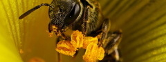 Пчела, цветок, нектар