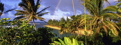 Таити, пальмы, лето, тропики