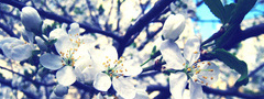 макро, лепестки, цветок, листья, весна, фото, вишня
