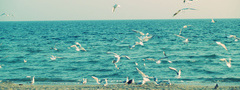 Море, песок, чайки, птицы, крылья небо