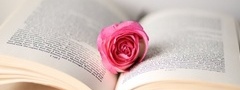 книга, роза, нежно