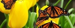 бабочки на цветах, желтые тюльпаны, цветы, насекомые