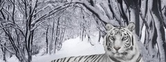 бенгальский тигр, белый тигр, ветки, снег, зима