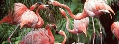 розовые фламинго, птицы