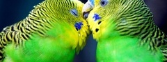 попугаи, любовь