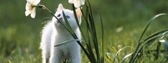 котенок, цветы, трава