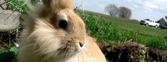 кролик, домик, трава