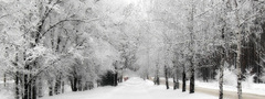 зима, природа, деревья, снег, белый, холодно, зима