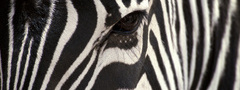 зебра, голова, глаз