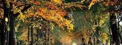 осень, дорожка, желтый, красный, листья