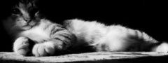 кот, черно-белая, лежит, взгляд