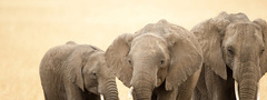 слоны, троица, африка, пасутся