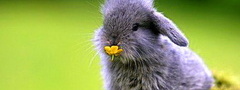 кролик, цветок, трава