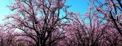 весна, сакура, вишня, деревья, сад