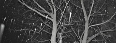 дерево, снег, зима, ночь, снежинки