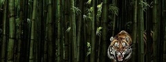 тигр, бамбук, лес