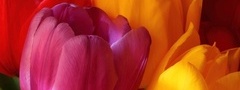 тюльпаны, цветы, бутоны, весна