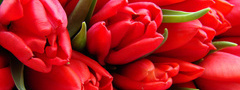 тюльпаны, бутоны, лепестки, красные, цветы