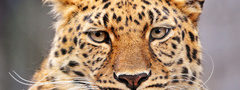 леопард, кошка, хищник, морда, глаза, усы, взгляд