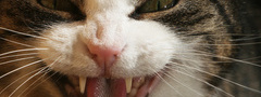 кошка, морда, пасть, глаза, язык, клыки